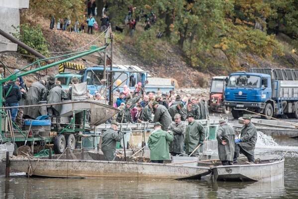 FOTO: Slavnostní výlov rybníka Rožmberk je za námi. Akce přilákala masy lidí