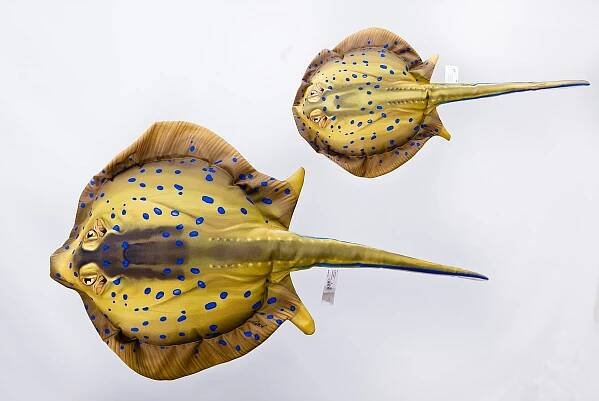 Ryby morskie | Gaby Fish Pillows