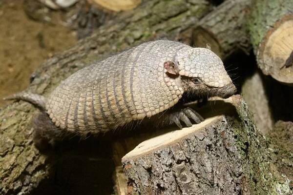 OBRAZEM: Nový přírůstek v brněnské zoo prohrabe i beton