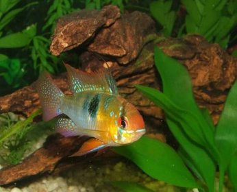 What Are the Best Cichlids for a Community Tank?