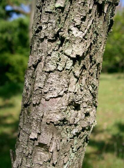 Soubor:Ziziphus jujuba1.jpg