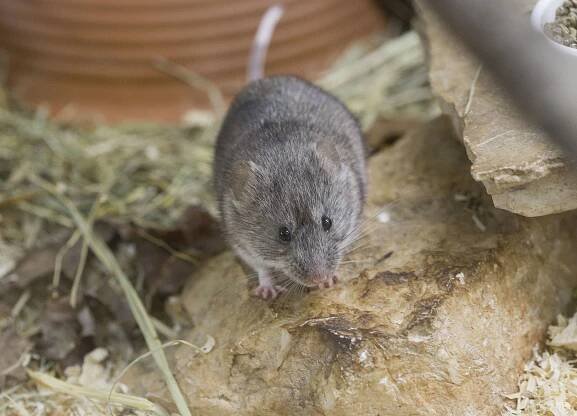 DINARSKI VOLUHAR (Dinaromys bogdanovi) | Zoo Zagreb