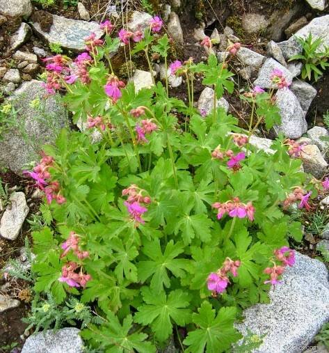 Kakost oddenkatý (Geranium macrorrhizum)
