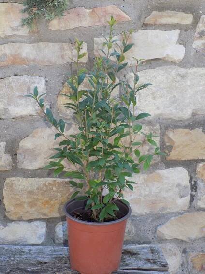 Ligustrum vulgare 'Atrovirens'