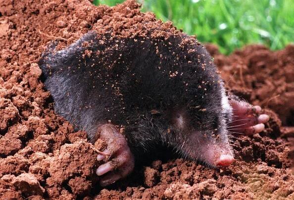 World's most venomous animals: 10 deadly creatures that pack quite a lethal punch | Discover Wildlife
