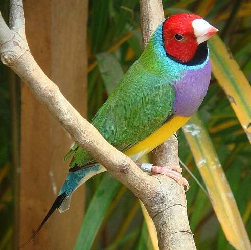 Soubor:Gouldian finch.jpg – Wikipedie