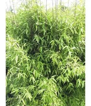 Bambus Fargesia hybrid 'Winter Joy' 40-50 cm květináč 3 l