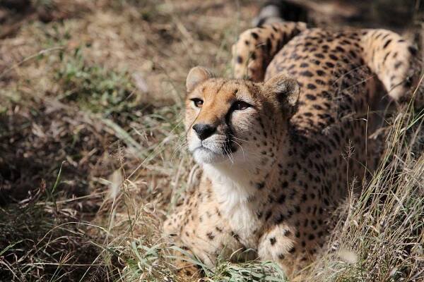 The Cape, Delta & Falls - Mango African Safaris