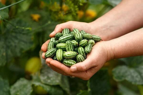 cucamelon, melothria scabra nebo mousemelon, mexické ovoce čerstvě sklizené v ruce farmáře v letní kuchyňské zahradě - melothria scabra - stock snímky, obrázky a fotky