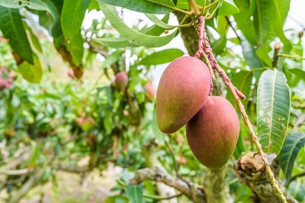 Jak zasadit mango? Vypěstujte si mangovník doma! - Cestakbydlení