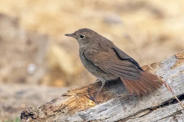 Spain – Photo Impression - Worldwide Birding Tours