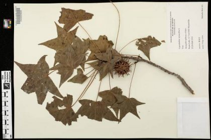 Liquidambar styraciflua - Species Page - APA: Alabama Plant Atlas 