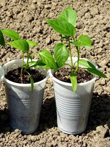 hardening off seedlings