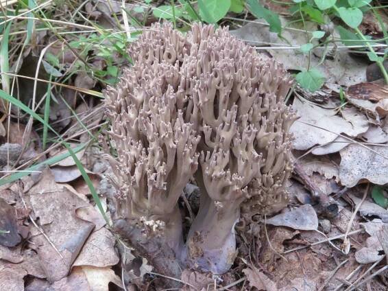 Ramaria fumigata - kuřátka zakouřená