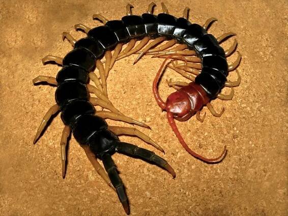 Bill Lamar searches for Tarantulas, Scorpions, and Bullet Ants in the Amazon Rainforest and Beyond — Exotica Esoterica