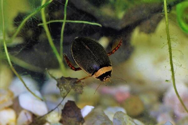 G.bilineatus_bezobratlí