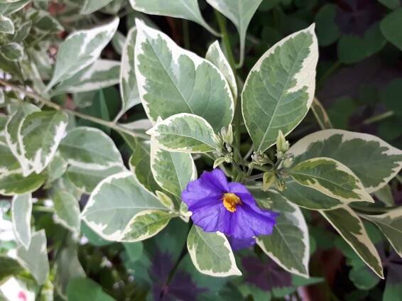 Pokojovky: Hořcový stromek panašovaný - Lycianthes rantonnetii, syn. Solanum rantonnetii.