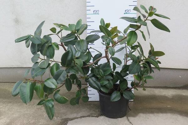 FICUS ELASTICA 130 CM