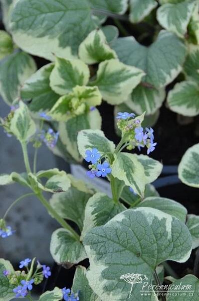 Brunnera macrophylla 'Dawson's White' | Perennicullum