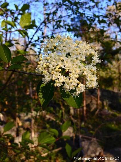 Viburnum_prunifolium_-_Blackhawc.jpg
