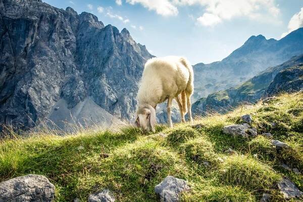 BIO Lamm | Echt Schreckbauer - Biofleischwaren aus Salzburg