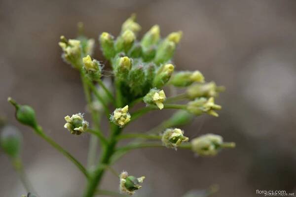 Lnička drobnoplodá (Camelina microcarpa)