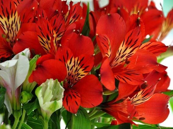 Fotografie červená Alstroemeria