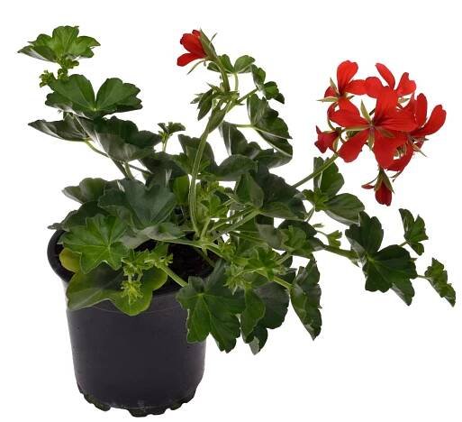 Muškát převislý - Pelargonie štítnatá (Pelargonium peltatum) "Cascade" pr. 11 cm