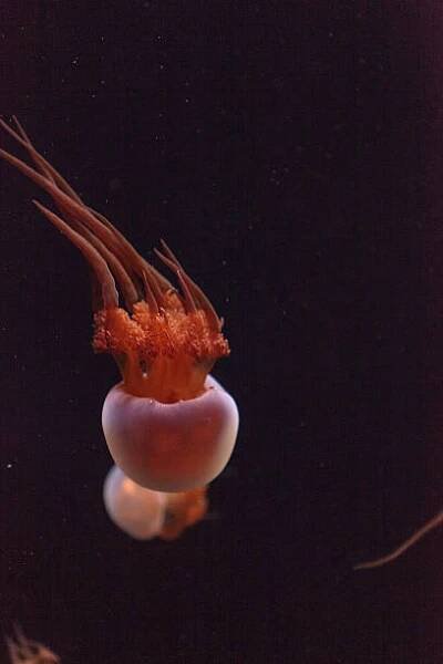flame jelly, rhopilema esculentum - medúzovci - stock snímky, obrázky a fotky