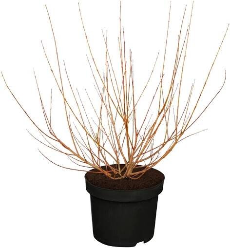 OBI Vrba japonská "Hakuro Nishiki" žlutá výška cca 30 - 40 cm květináč cca 5 l nakoupit u OBI