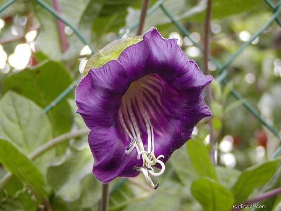 Vilec šplhavý - Cobaea scandens