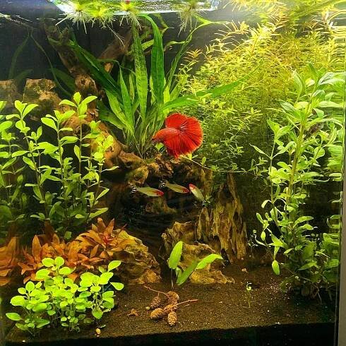 Bojovnice pestrá (Betta splendens) - díl II. - Akvárium