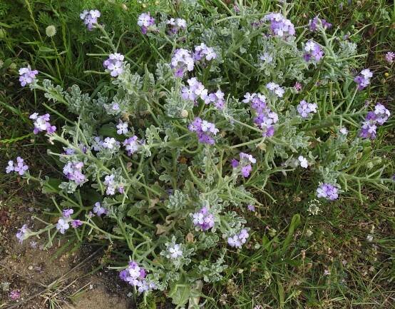Matthiola tricuspidata