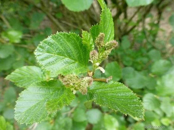 Olše zelená - větévka s květy (Alnus alnobetula)