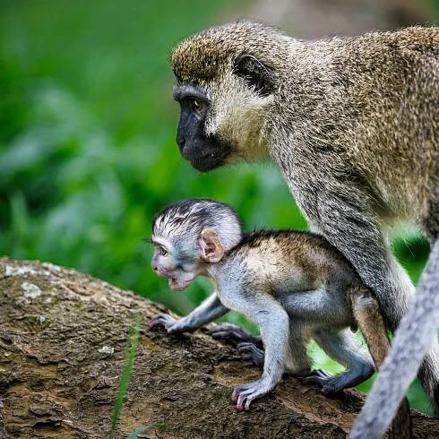 Free Close-up of a mother vervet monkey with her baby on a rock in lush greenery. Stock Photo