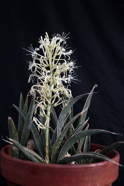 S. aethiopica – International Sansevieria Society