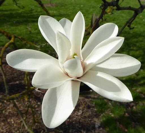 Magnolia sprengeri