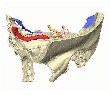Kost spánková - 3 části - 3D anatomický model detailní vnitřní struktury