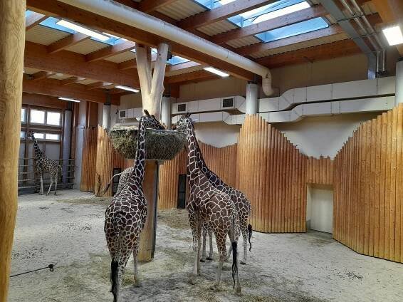 VIDEO: Chcete si užít Afriku před Vánocemi? Vyrazte do královédvorské zoo