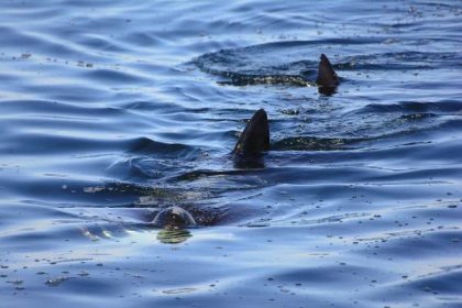 Basking Sharks - Basking Shark Scotland