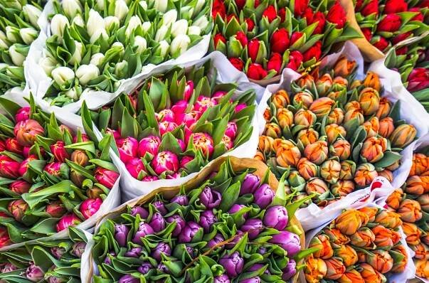tulipány na prodej - květinový trh - stock snímky, obrázky a fotky