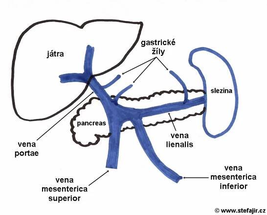 Vena portae | Medicína, nemoci, studium na 1. LF UK