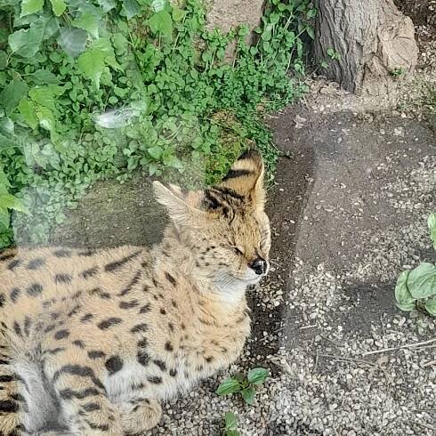 ZOO Olomouc | Základní škola Pardubice-Dubina, Erno Košťála 870