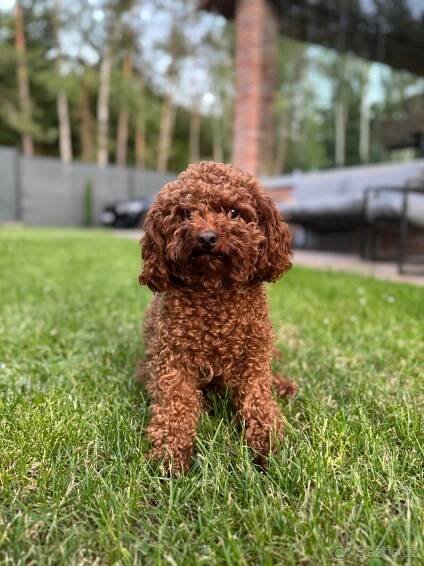 Maltipoo f1
