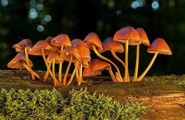 LSD a jiné halucinogeny – Prev-Centrum