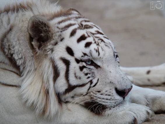Zoologická zahrada Dvorec u Borovan - ZOO Dvorec | Třeboň a okolí - Třeboňsko.cz