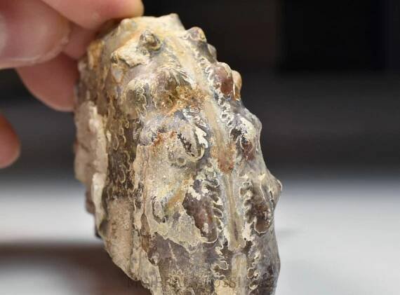 amonit Mammites nodosides | minerals-fossils.cz
