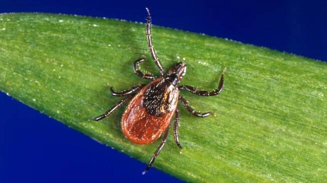 Ixodes Scapularis 16x9