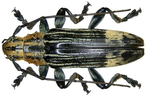 Tmesisternus elegans