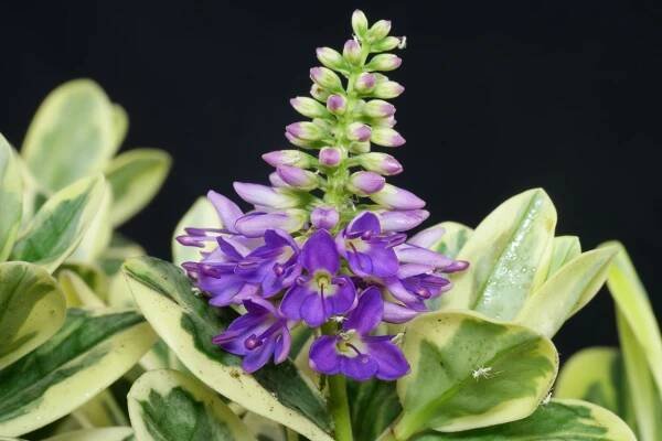 Hebe andersonii Classica